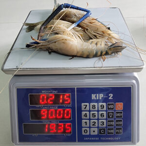 CÂN TÍNH TIỀN CHỐNG NƯỚC KIP2