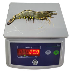 CÂN PHÂN CỞ TÔM 1.5kg x 0.1g