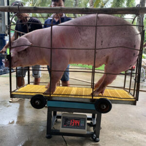 Cân ghế thép 500kg 4050 T7E