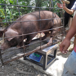 Cân ghế thép 500kg 4050 FUJIKAI